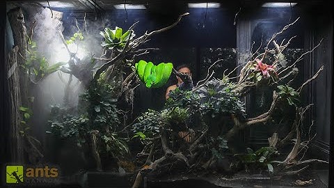 I Added a PYTHON into My Giant Rainforest Vivarium