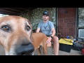 RHODESIAN RIDGEBACK - Why I Will Always Own One の動画、YouTube動画。