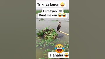 begini trik nangkap belibis dengan tangan kosong