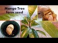 How to grow a Mango Tree from seed::Easy way grow 100% mango tree! 망고나무