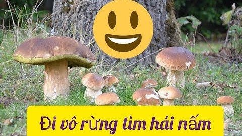 Đi vô rừng tìm hái nấm|Going to the forest to search mushrooms|Annie Reiter