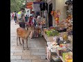 東大寺参道商店街前の鹿さん #deerpark #japan #奈良公園 #deer