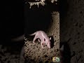 Naked Mole Rat: The Strange, Hairless Survivor of the Underground #animals #shorts