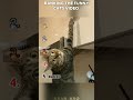 Ranking the funniest cats video