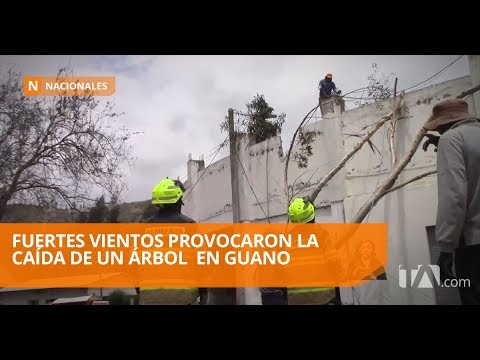 Fuertes vientos provocaron la caída de un árbol Teleamazonas farándula nacional