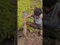 #fishhunting #fishing #safanafishing #shortvideo #shorts #viral #viralvideo #mallu #malayalam