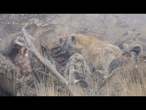 Hyenas and Vultures feed on a Dead Elephant