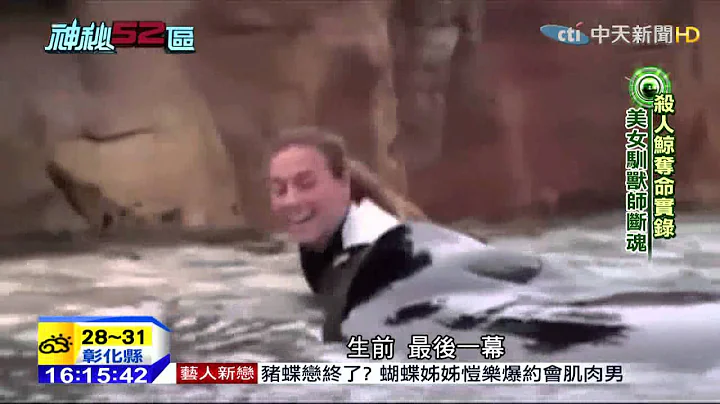 20150401 杀人鲸游乐园表演 竟瞬间兽性大发 训兽师陷入险境 - 天天要闻