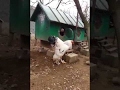 Huge rooster  the king of chickencoop