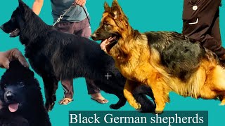 Black German Kennel In India 🇮🇳 by Kartik Mahotra 13,479 views 10 months ago 3 minutes, 48 seconds