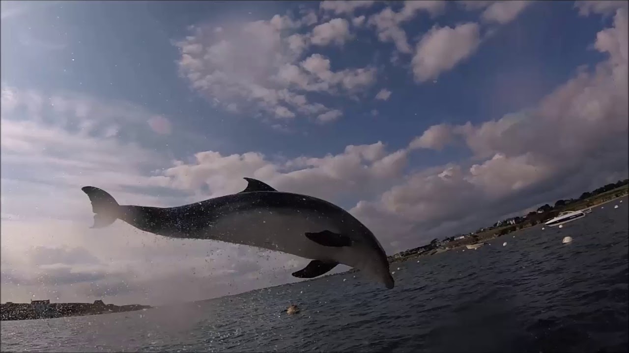 Miembro viril del delfin