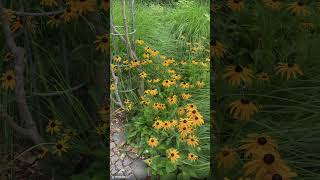Libertate totală în grădină #xeriscape #garden #peisagistica#shorts