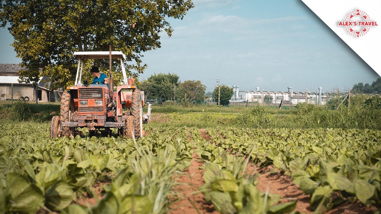 Come Si Effettua La Sarchiatura Del Radicchio Con FIAT 666 - Tractorvlog