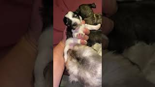 Ruby/Ace pups - 2 weeks old
