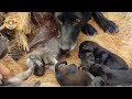 Rescue Poor Stray Mother Dogs and Her Puppies - Rescue Dog!