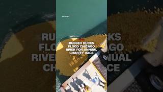 Chicago River turns yellow as rubber ducks race for a cause