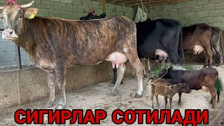 3 БОШЛИ БОЛЛАРИ НОВВОС СУТЛАРИ КУП СИГИРЛАР СОТИЛАДИ SOTILADIGON SIGIRLAR NARXLARI 13 мая 2024 г