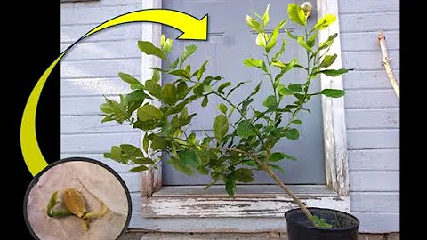 From Seed to Sapling: Lemon Tree Three Year Time-Lapse
