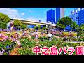 【大阪】中之島のバラ園を撮影   Osaka Nakanoshima Rose Garden 4K
