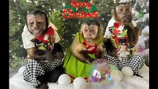 3 Best Monkeys photoshoot, wishing you a Merry Christmas