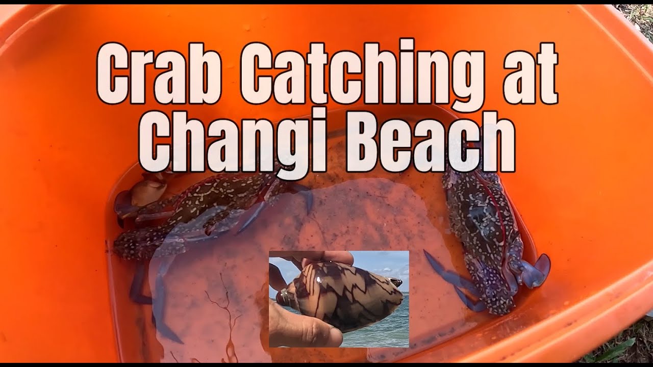 Crabbing Trip at Changi Beach, Singapore. 新加坡樟宜海滩捕蟹之旅。#crab #fishing #fish #beach #螃蟹#钓鱼#鱼#海滩