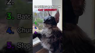 When the cat's hardware is fine but the software completely glitches 🧠❌ #shorts