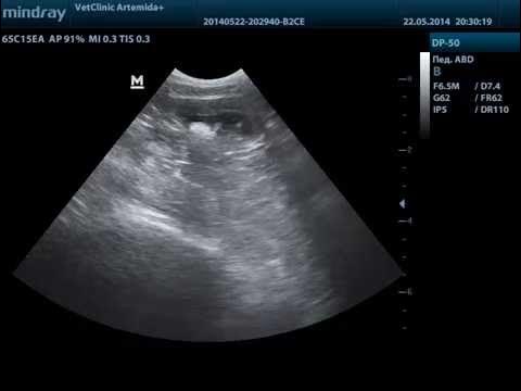 струвиты камни в мочевом пузыре. рентген уролитиаз собаки. камни в мочевом пузыре у кошки. камни в мочевом пузыре у кошки. рентген мочевого пузыря у кота.