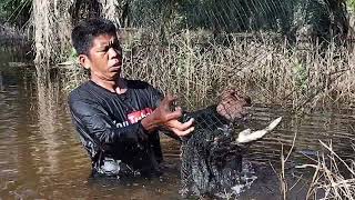 Angkat Perangkap Ikan.Nila Saat Air Naik!! Hasil Diluar Dugaan