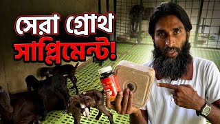 হৃষ্টপুষ্ট বাচ্চার জন্য যে সাপ্লিমেন্ট দিতেই হবে | ছাগল গরু পালন