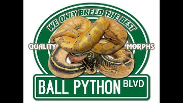 Cutting Ball Python clutch #3