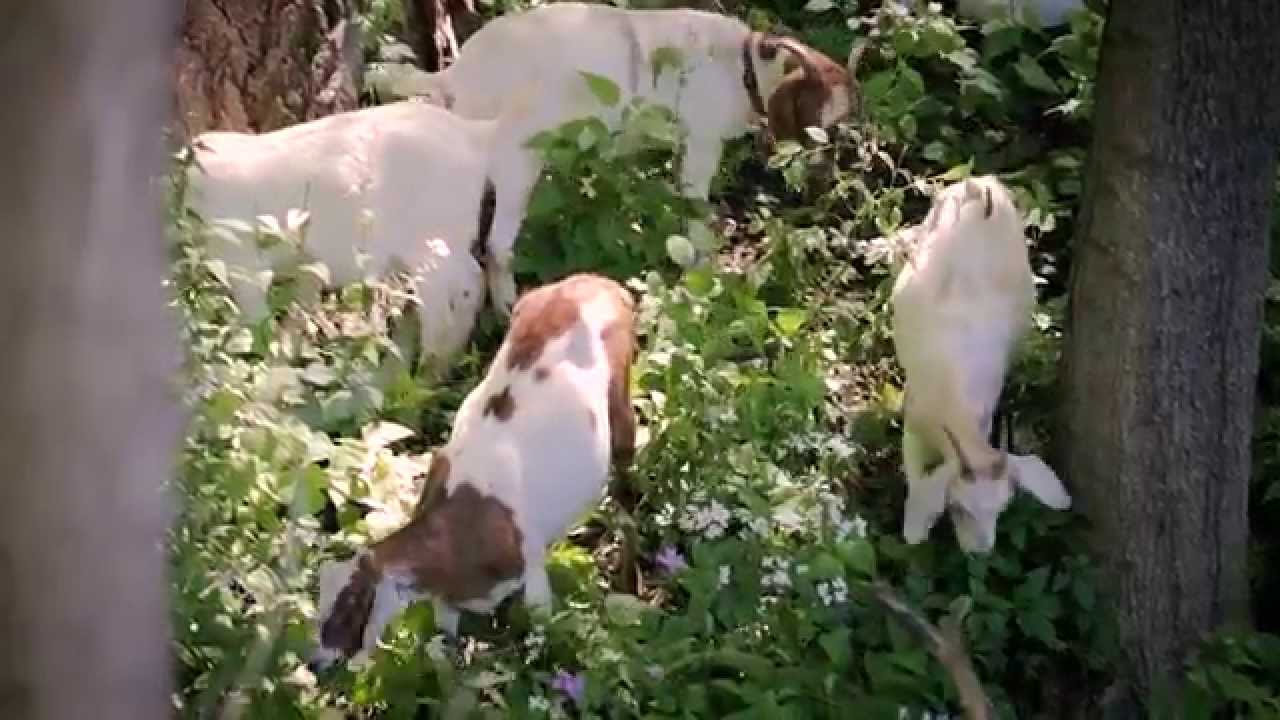 Goat Grazing Service used to combat Garlic Mustard and Dame's Rocket