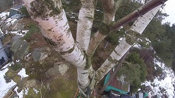 Arborist - tree removal of birch in Sweden