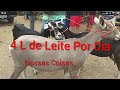 Feira de Cabras e Ovelhas de Campina Grande-PB Cabras Saanen/ Dorper Sósia de Caneta Azul 20/11/2019