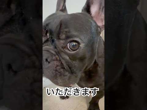 【今朝の凛さん】黒いフレンチブルドッグ朝ごはんをいただきます🥣#frenchie #frenchbulldog #frenchbulldoglife #shorts