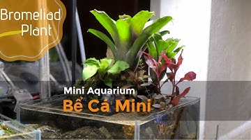 Mini Tank| Betta Tank| Bể Cá Mini| Bể Cá Văn Phòng
