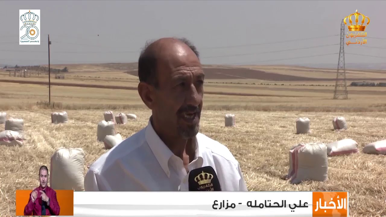 بدء موسم حصاد القمح والشعير في محافظة اربد