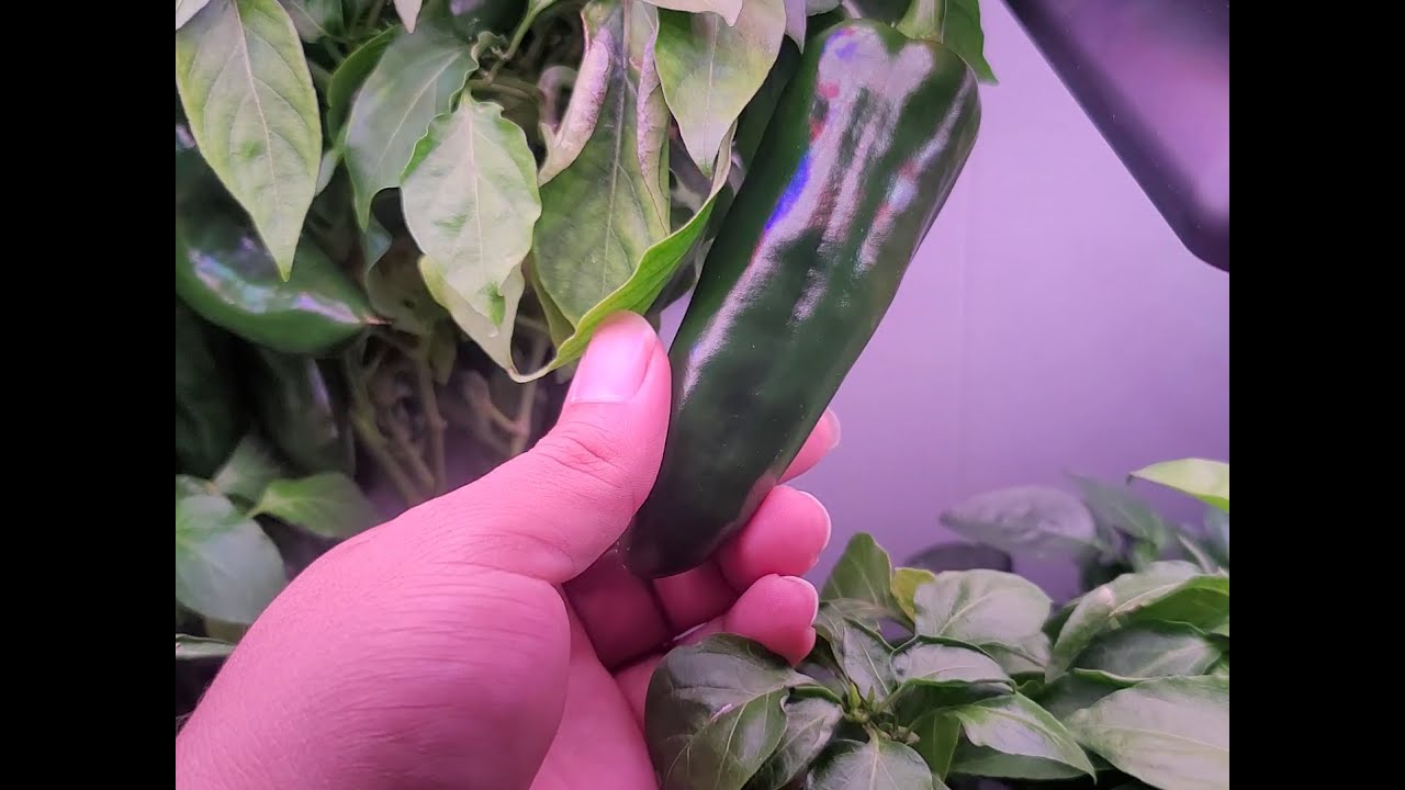 Harvesting Aerogarden Peppers [ 001 ] Anaheim Peppers YouTube