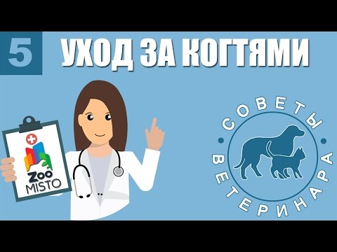 Уход за когтями | Как правильно стрич когти собаке и кошке | Советы Ветеринара