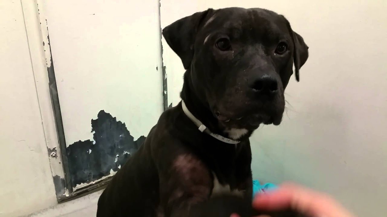 dog rescue videos hope for paws Pit bull : BRADLEY 3 Year Old Male Pit Bull | Pit Bull Dog Knows How To Shake Hand