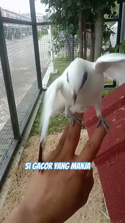 Download lagu jalak Bali gacor dan manja