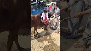 #buffalo#cattle#cow#vaccination#fmd#viralshort#villagelife#lumpy skin disease