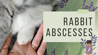 How To Treat Rabbit Abscesses At Home