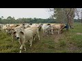 Rotación de potreros para producción de carne