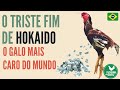 Hokaido -   A Inesperada História do Galo Mais Caro de Todos os Tempos.