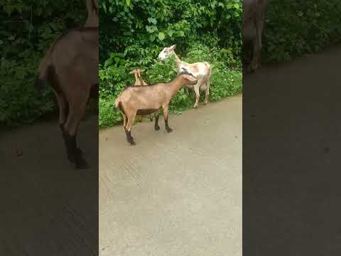 The goats on