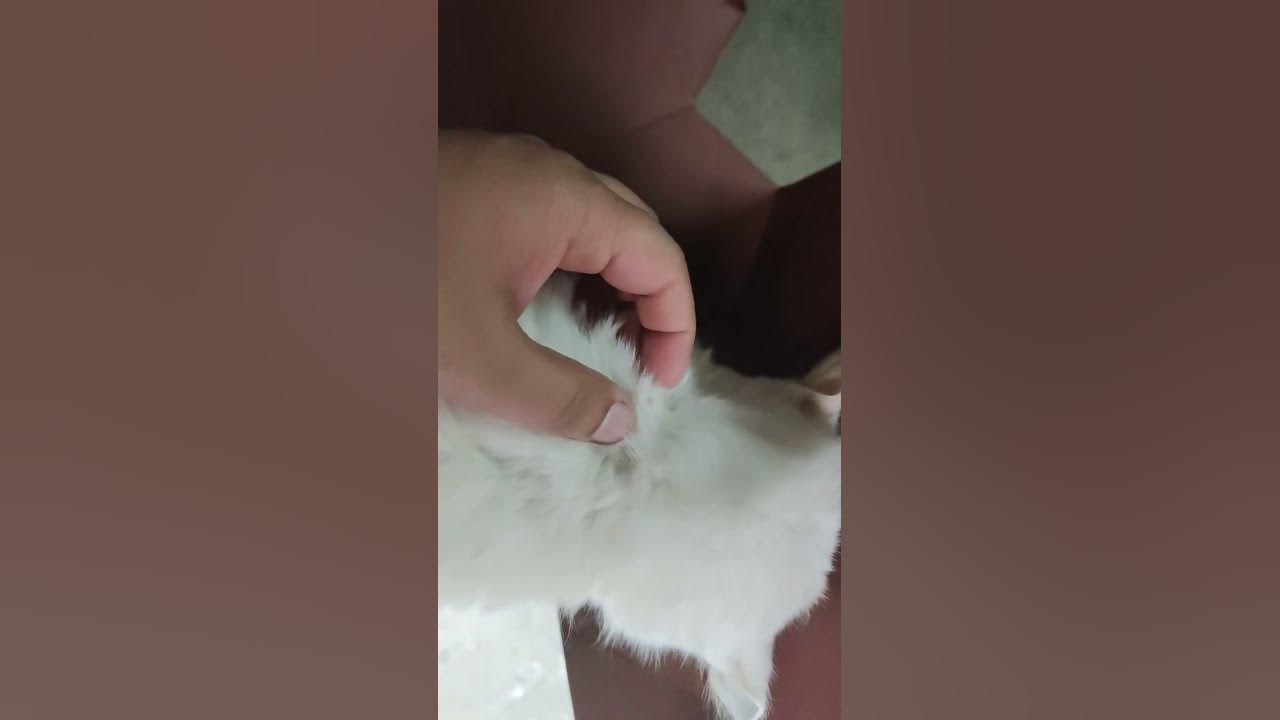 cat lice Treatment YouTube