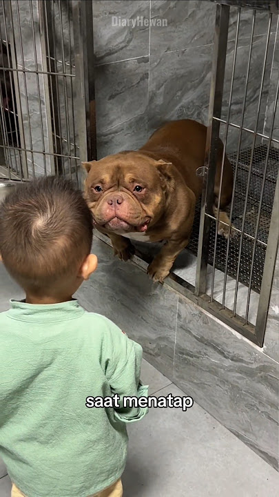 sebuah keluarga mengadopsi seekor anjing