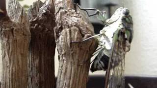 セミが卵を産む場所はどこ 他の細かい疑問と合わせて徹底特集 くまのお役立ちサイト