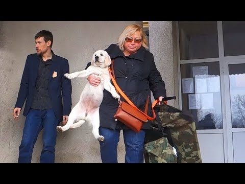 Выставка собак. Лабрадоры, Хаски и Малинуа. Dog show. Labrados, Husky and Malinois.
