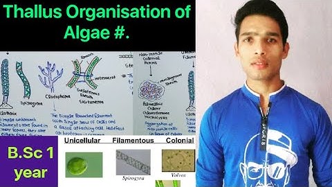 Thallus structure and Organisation Algae